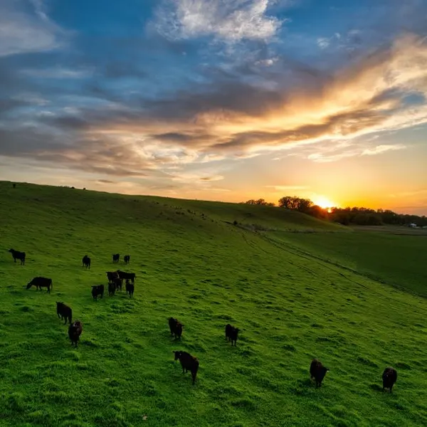 Cattle Calcium Liquid