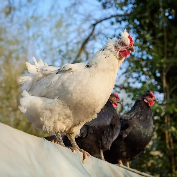 Frozen Chicken