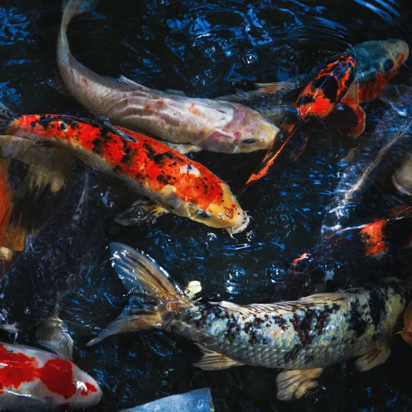 Frozen Fish