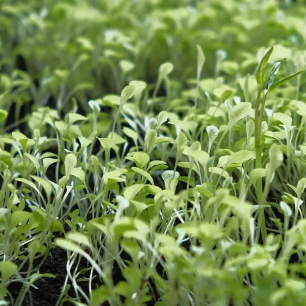 Moong Sprouts