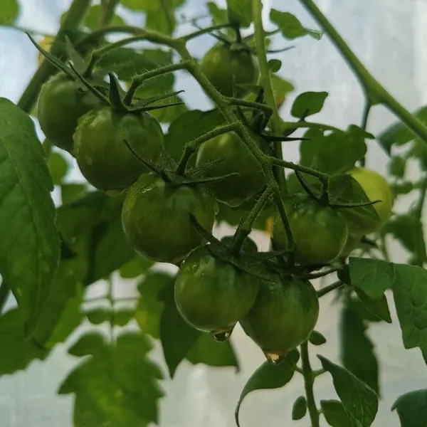 Organic Tomato