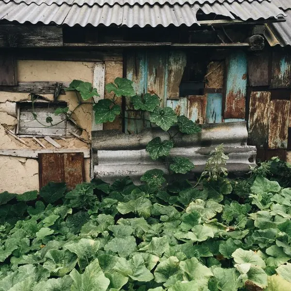 Organic Vermicompost